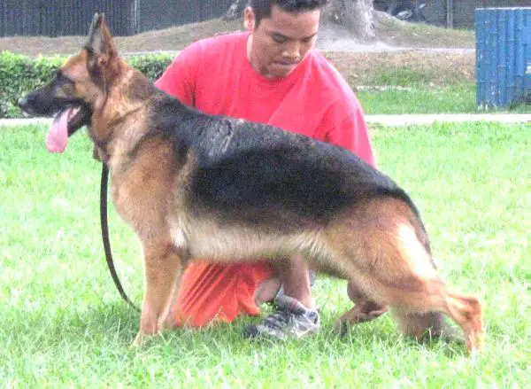 SG(PHIL) Vanni von der Noriswand