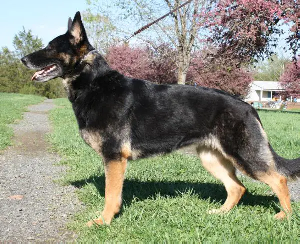 Blackthorn's Jubilee