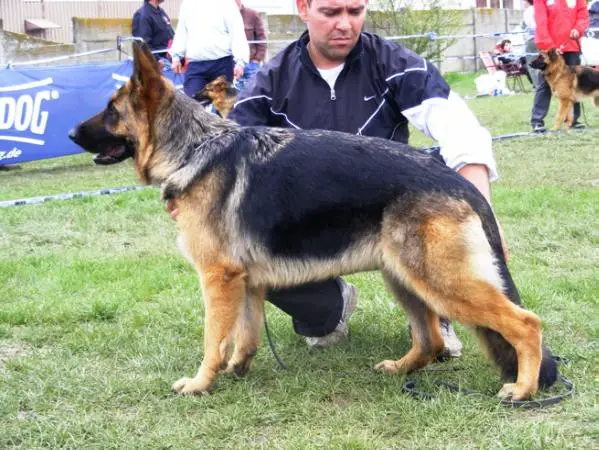 Aisha von Bienenwald