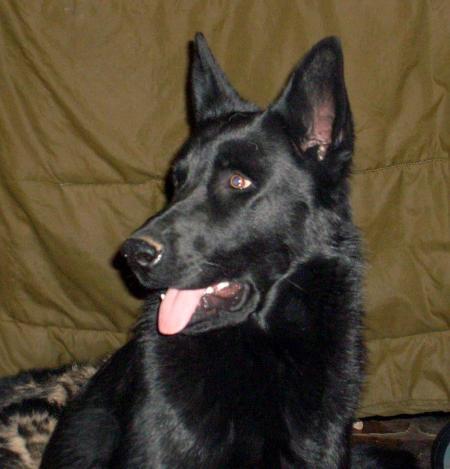 Ella Von Stealth