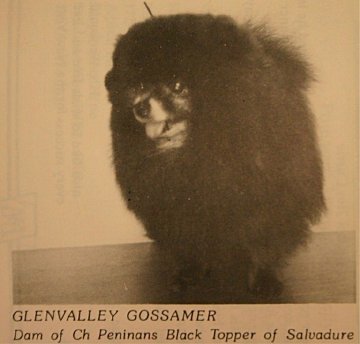Glenvalley Gossamer