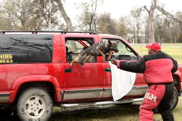 Nieko vom Renaissance