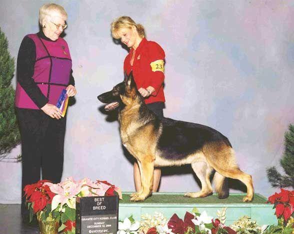 CH TC Castle's Gandalf