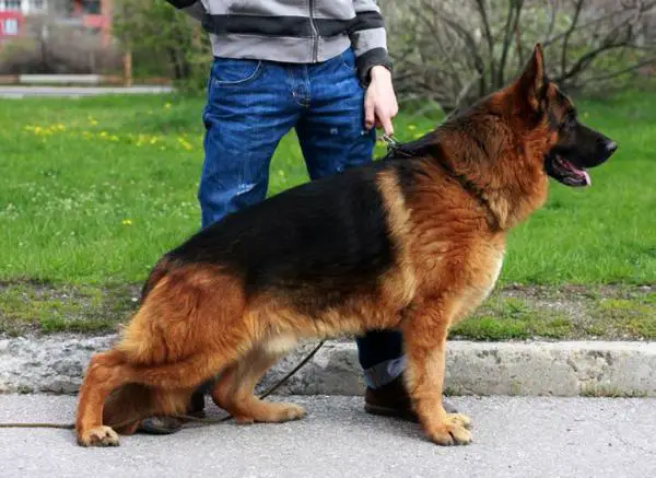 Yoanush v.d. Alexander