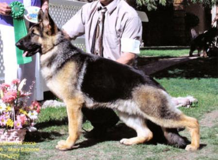 SEL EX CH (US/CAN) Kaleef's Joshua v Kenlyn