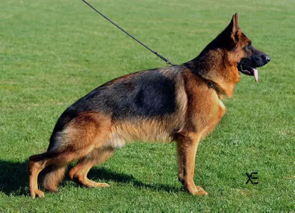 SG Jerjes de Boredom