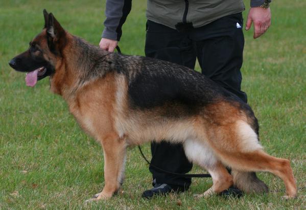 Uschigårdens Tschiba