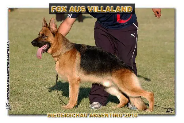 SG2 (ARG) Fox Aus Villaland