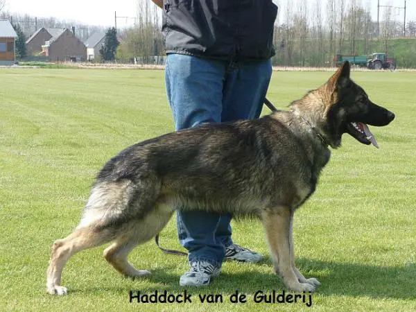 Haddock Van de Gulderij