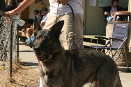 Alita von der Obstgarten