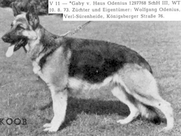 V11 Gaby vom Haus Odenius