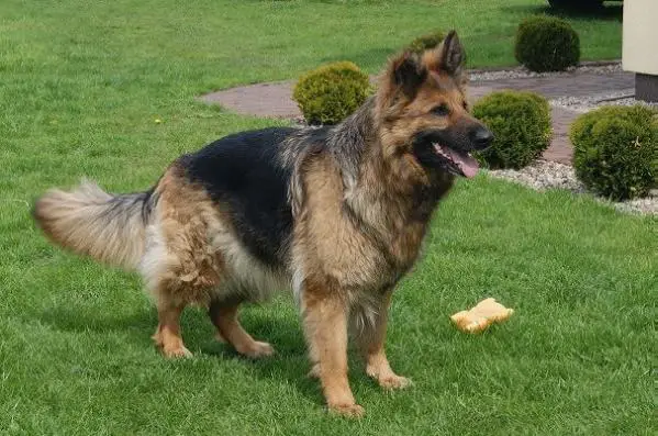 DELTA Fezo