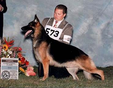 CH (US) Schneiderhof's Highlander