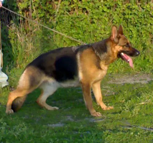 GAIA della Gens Pontina