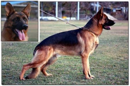 Hoppy vom Hause Kazen