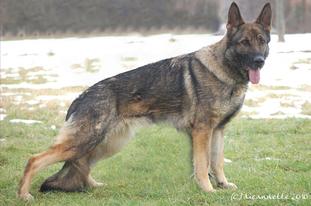 G Gundel vom Waldhäuser Schloß