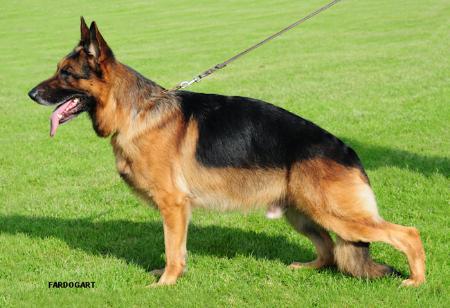 IRISH CHAMPION Marleycest Zoro