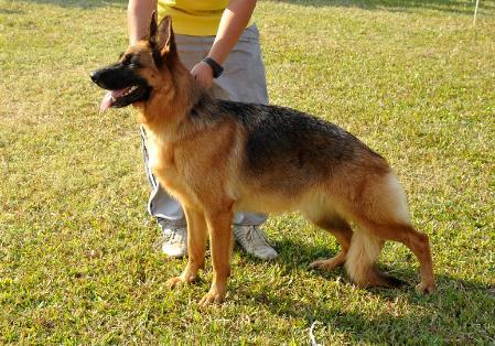 VA 1(HK) Baya von Victoria