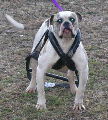 Johnson's Big Buck Tiny 2