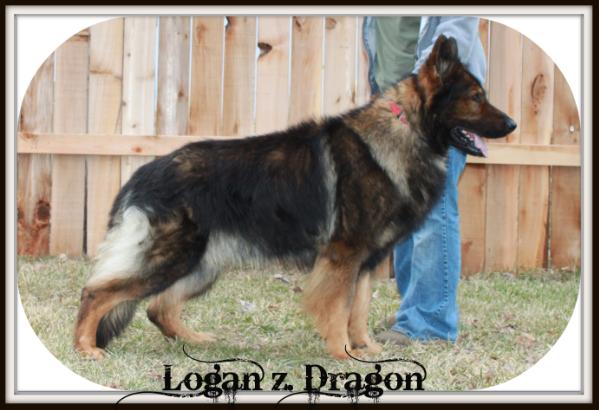 Logan Z Dragon