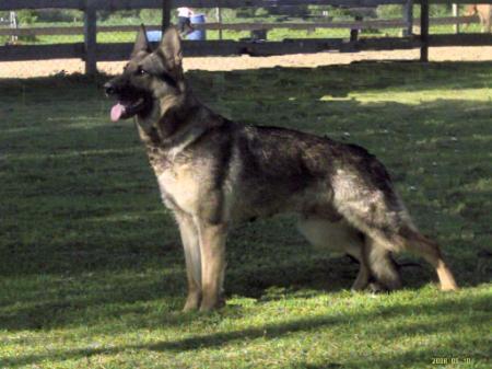 Sharka vom Grenzgänger