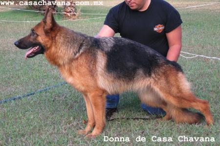 Donna De Casa Chavana