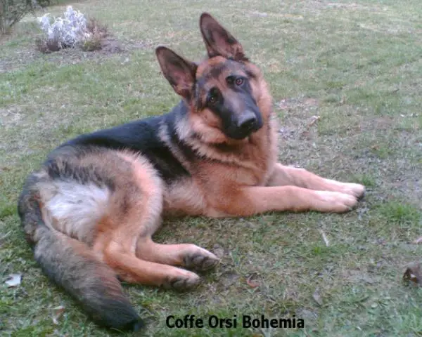 Coffe Orsi Bohemia