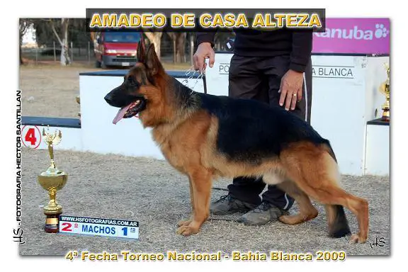 Amadeo De Casa Alteza