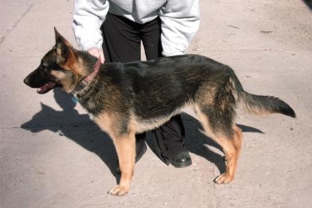 Sparr's Ruby Slippers