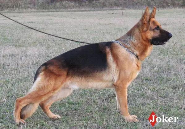 SG5 (RO) 2010 Abis von Turenhof