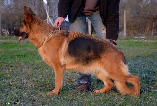ZIZOUCASARALLI (Zizou di Casa Ralli)
