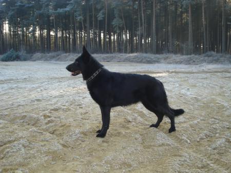 Kijra