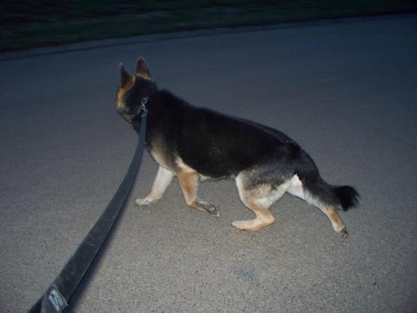 Machiah Merced Vom Gottlich