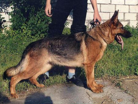 Dira Bar Wolf s Ugry