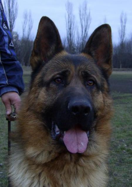 V Brjus Sofievskaya Zemlya