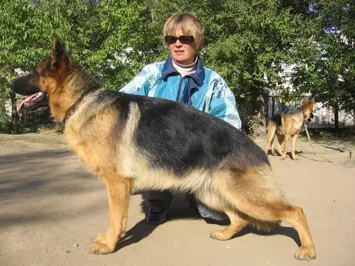 CHRUS, CHKZ Mein Stern Dinastija