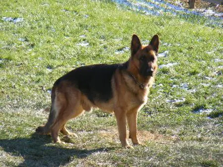 Maximus von Zorhaus