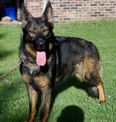 Hannah Von Haus Cimmerian