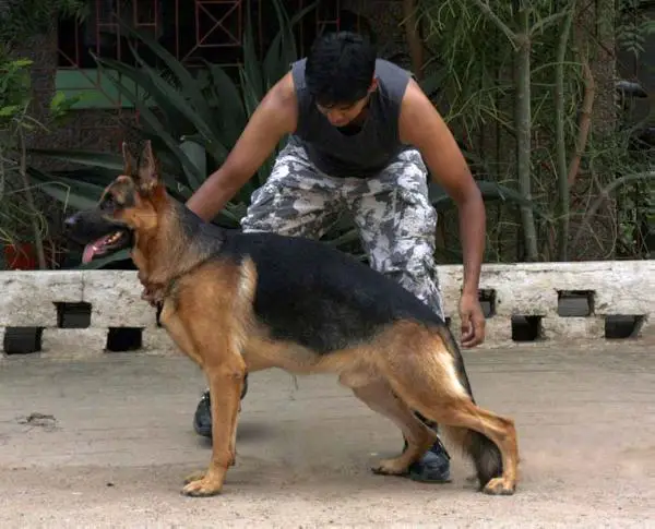 VP2(INDIAN SIEGER ) Nordstern Samson von Vicky