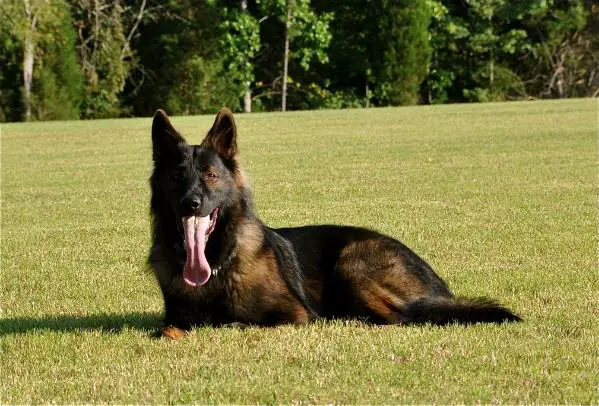 Loki Van Den Heuvel III