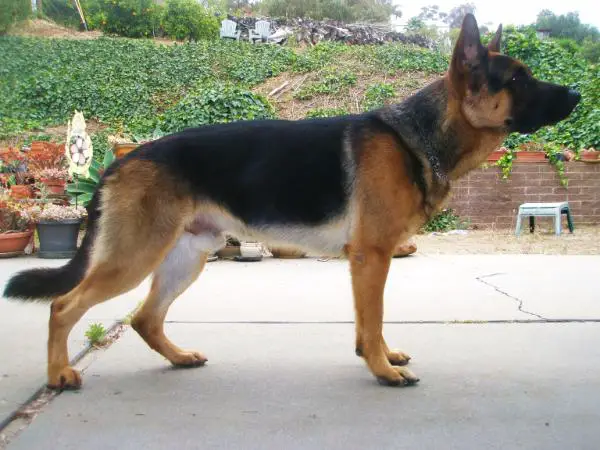 Alfred von Steinwender