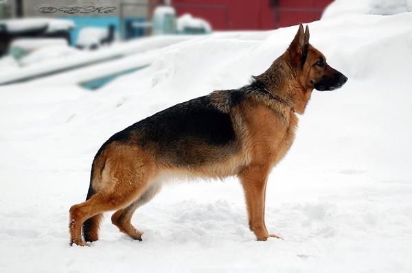 Mara vom Rüscheneck