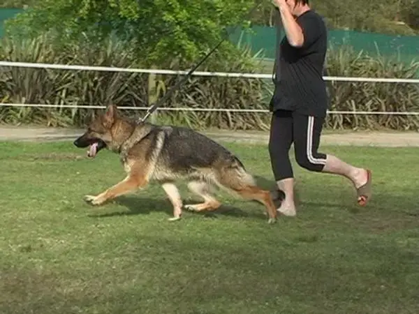 SG Quixie of Santorini