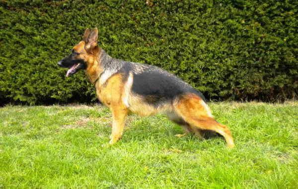Ratta von Rutal