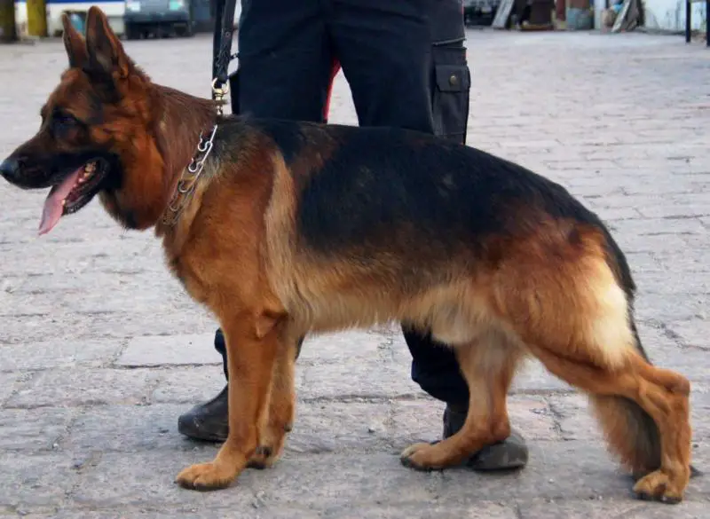 Qurum zum Kolbenguß