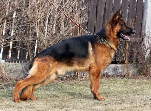 V Nagan ze Sumavske straze