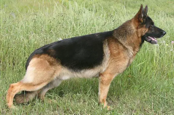 Winn vom Stieglerhof