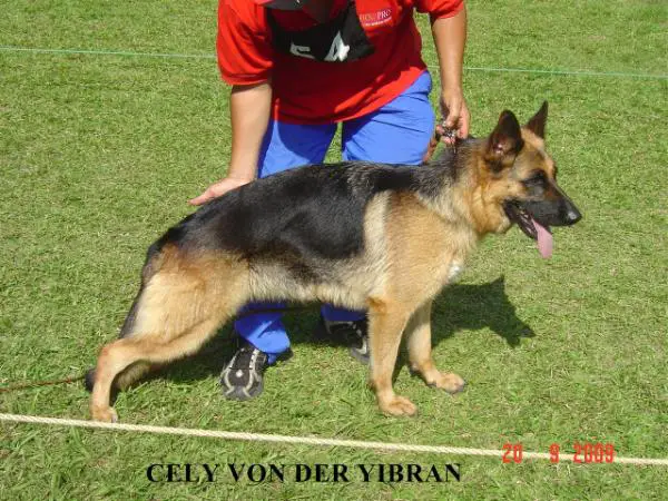 SG 3 Cely Von der Yibran
