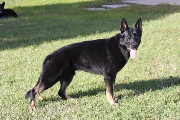 Arild Andrej Vom Onyxhaus