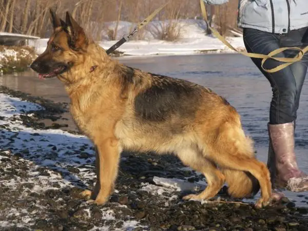 CH KZ Rahimzhan Puma